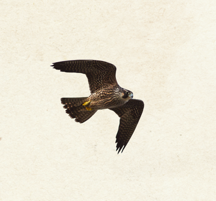 Peregrine Falcon